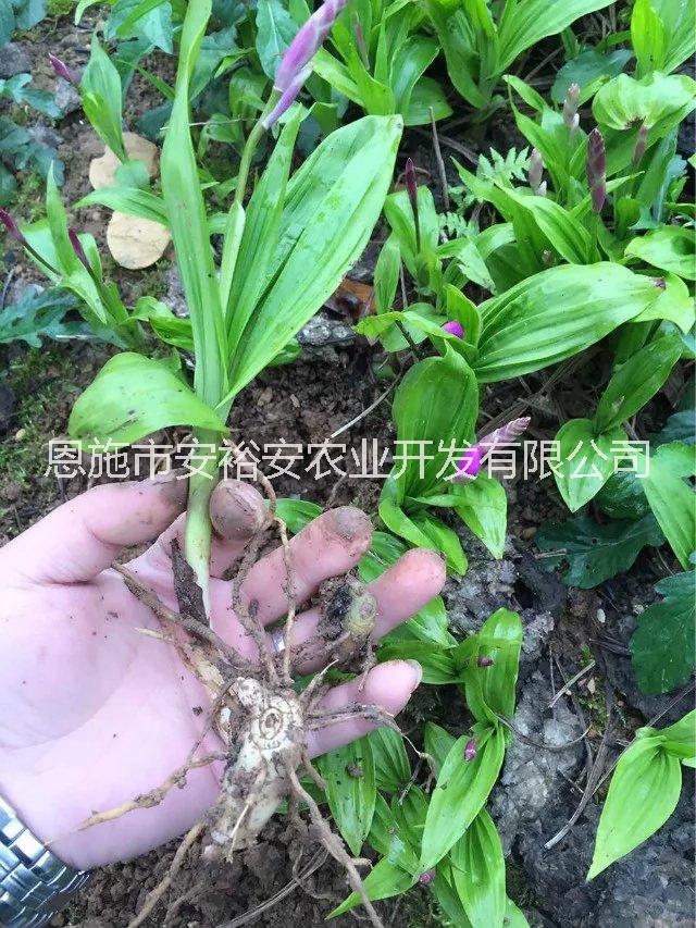 供應(yīng)白芨種苗白芨苗