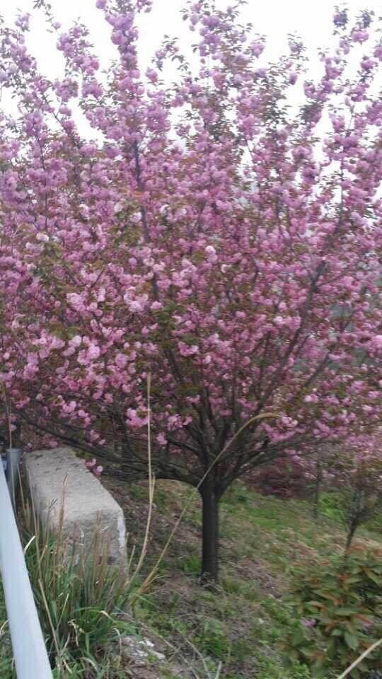 櫻花
