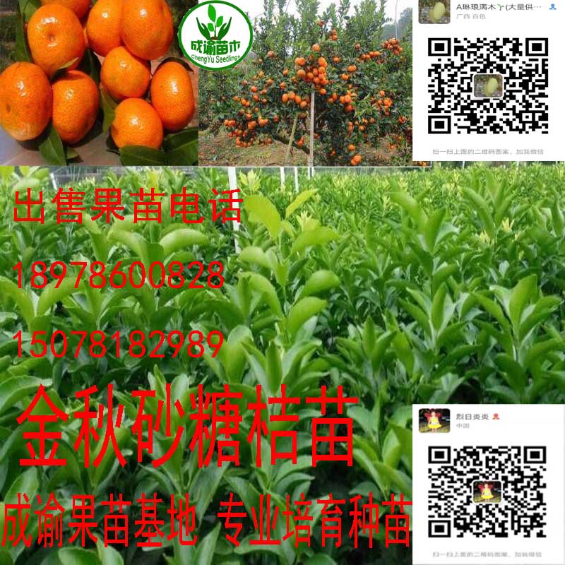 金秋砂糖桔苗木| 金秋砂糖桔苗|沙糖桔種苗 |金秋砂糖桔果苗 金秋沙糖桔苗|砂糖桔種苗
