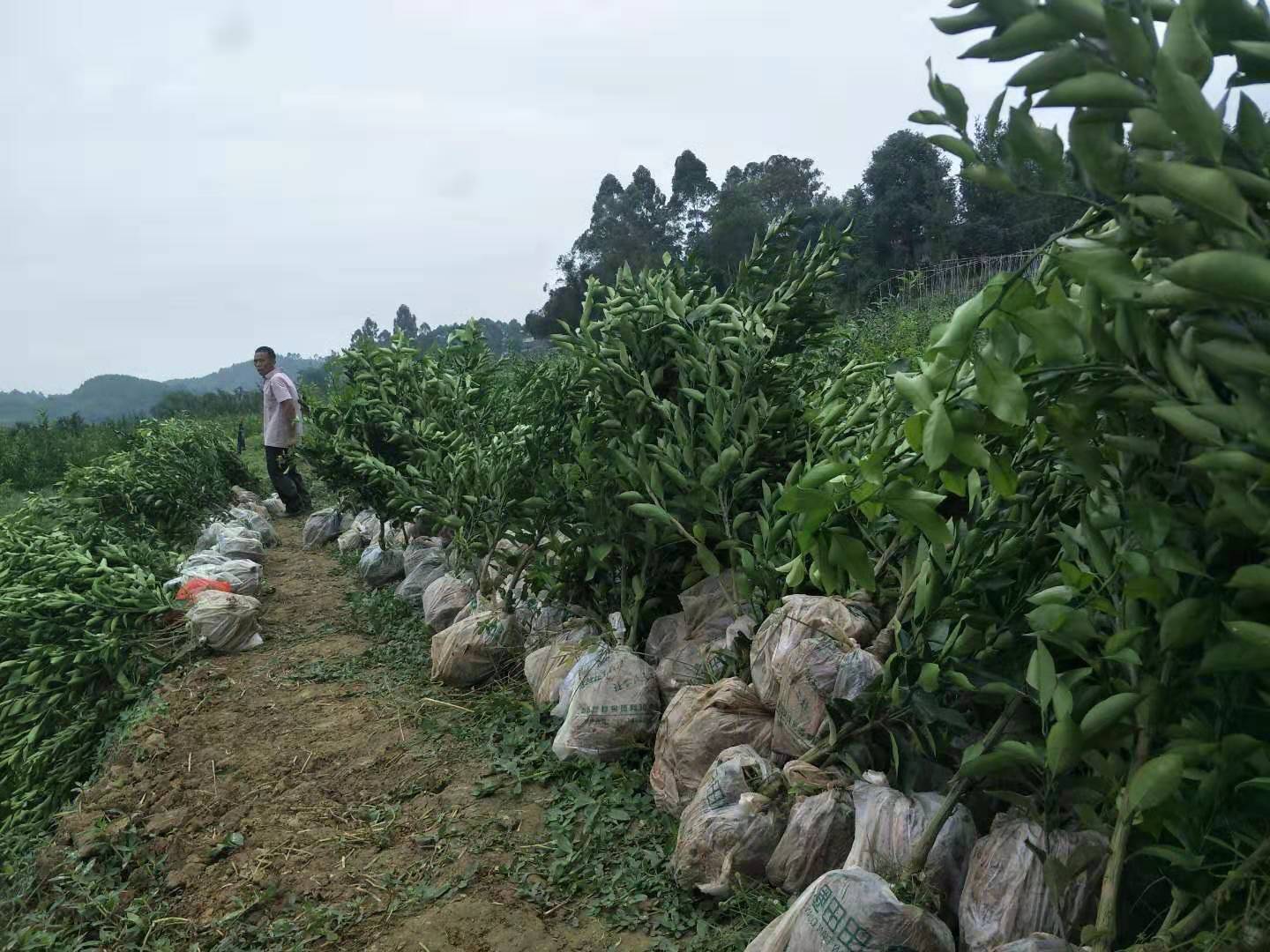 柑橘苗 四川春見柑橘苗批發(fā)價格