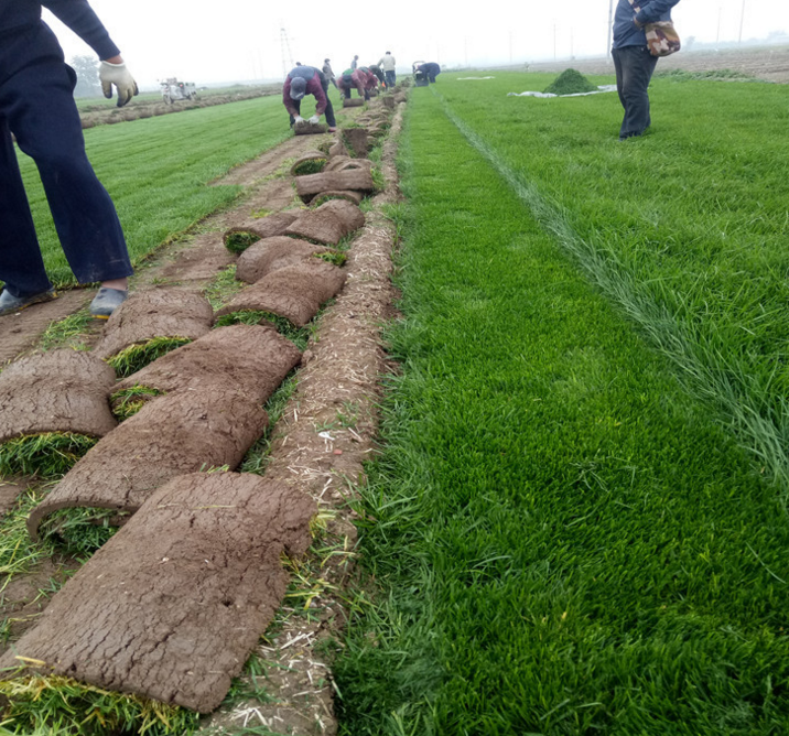 四季青草坪 河北草坪基地 石家莊草坪基地 欒城草坪基地 果嶺草坪基地 混播草坪批發(fā) 狗牙根草坪 黑麥草平批發(fā) 四季青草坪