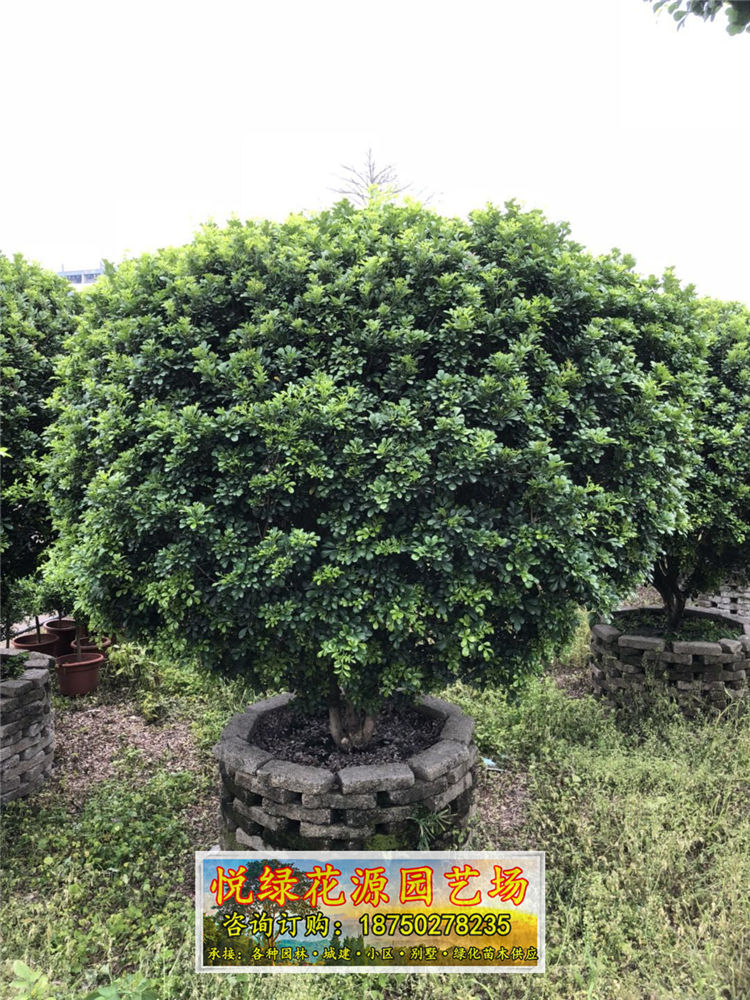 米蘭福建漳州種植基地供應(yīng)*移栽米蘭 自產(chǎn)自銷 品種優(yōu)良
