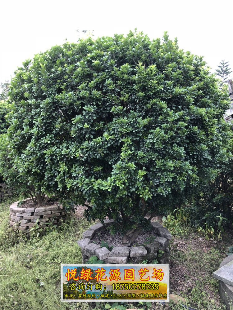 米蘭福建漳州種植基地供應(yīng)*移栽米蘭 自產(chǎn)自銷 品種優(yōu)良
