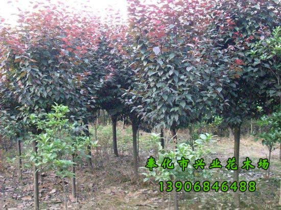 寧波市紅葉李種植基地-*紅葉李-紅葉李小苗-紫葉李-奉化市溪口興業(yè)花木場(chǎng)-*7套櫻花栽培  紅葉李