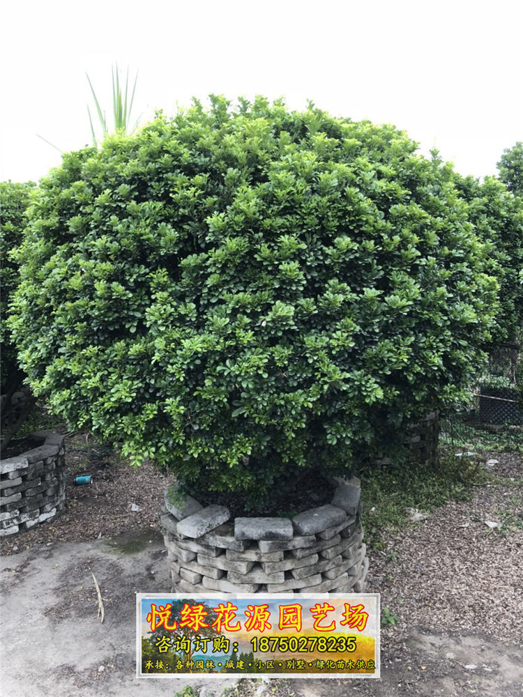 米蘭福建漳州種植基地供應(yīng)*移栽米蘭 自產(chǎn)自銷 品種優(yōu)良