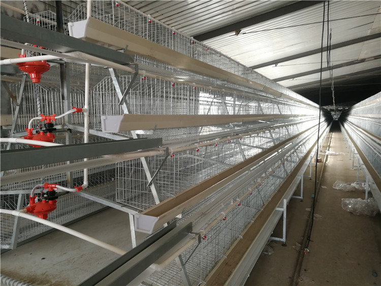 蛋雞籠養(yǎng)設(shè)備A型蛋雞籠/山東階梯式蛋雞籠養(yǎng)設(shè)備廠家批發(fā)/A型蛋雞籠價(jià)格