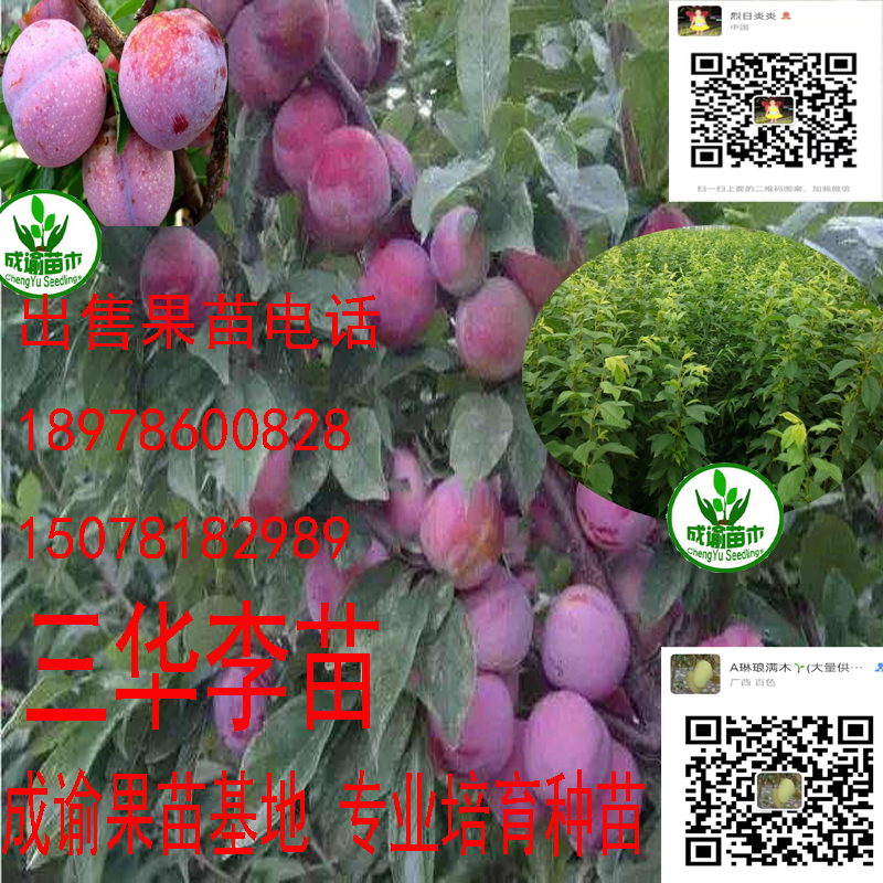 三華李苗木|三華李樹(shù)苗|三華李種苗基地