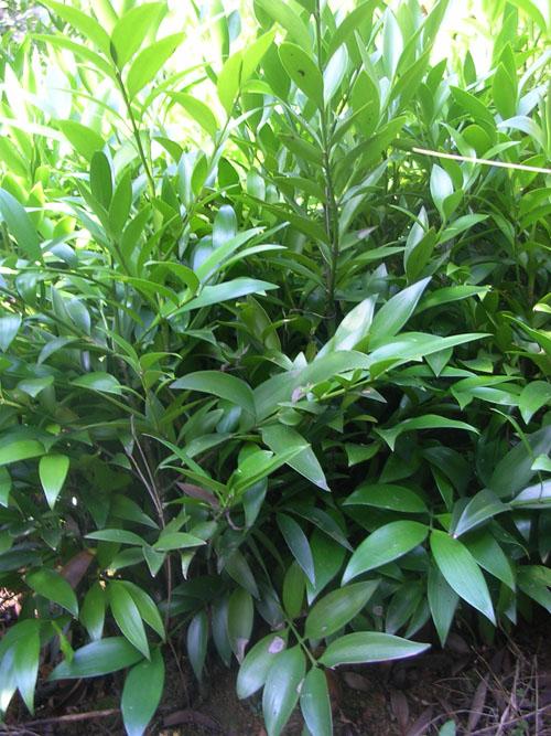 寧波市竹柏種植基地-*竹柏-竹柏小苗-奉化市溪口興業(yè)花木場-*7套櫻花栽培  竹柏