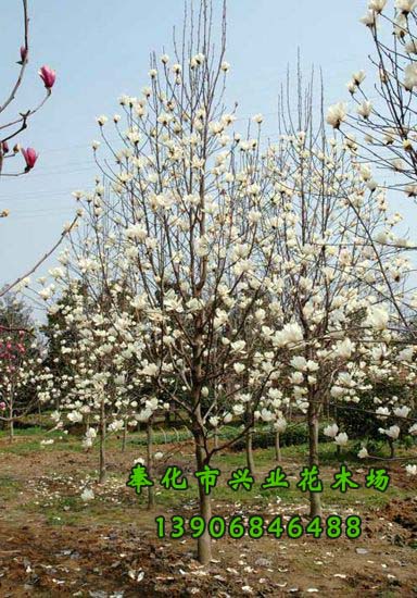 寧波市玉蘭種植基地-*白玉蘭-白玉蘭小苗-白玉蘭-奉化市溪口興業(yè)花木場(chǎng)-*7套櫻花栽培