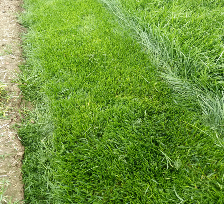 四季青草坪 河北草坪基地 石家莊草坪基地 欒城草坪基地 果嶺草坪基地 混播草坪批發(fā) 狗牙根草坪 黑麥草平批發(fā) 四季青草坪