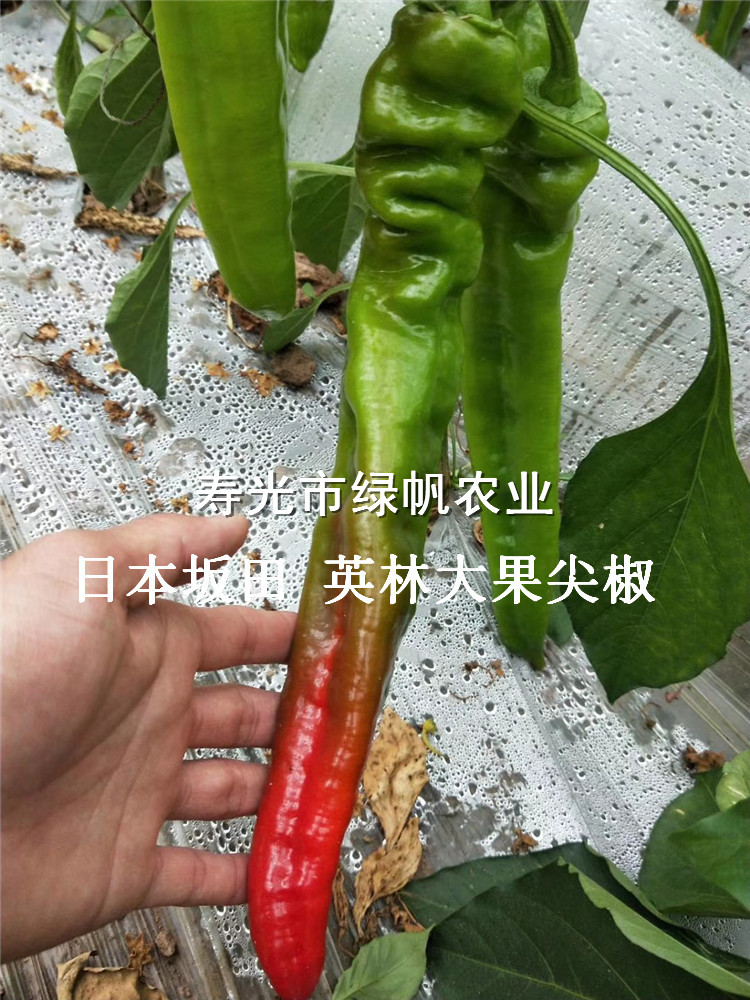 英林大果尖椒苗  日本坂田三系品種 羊角型辣椒  顏色亮