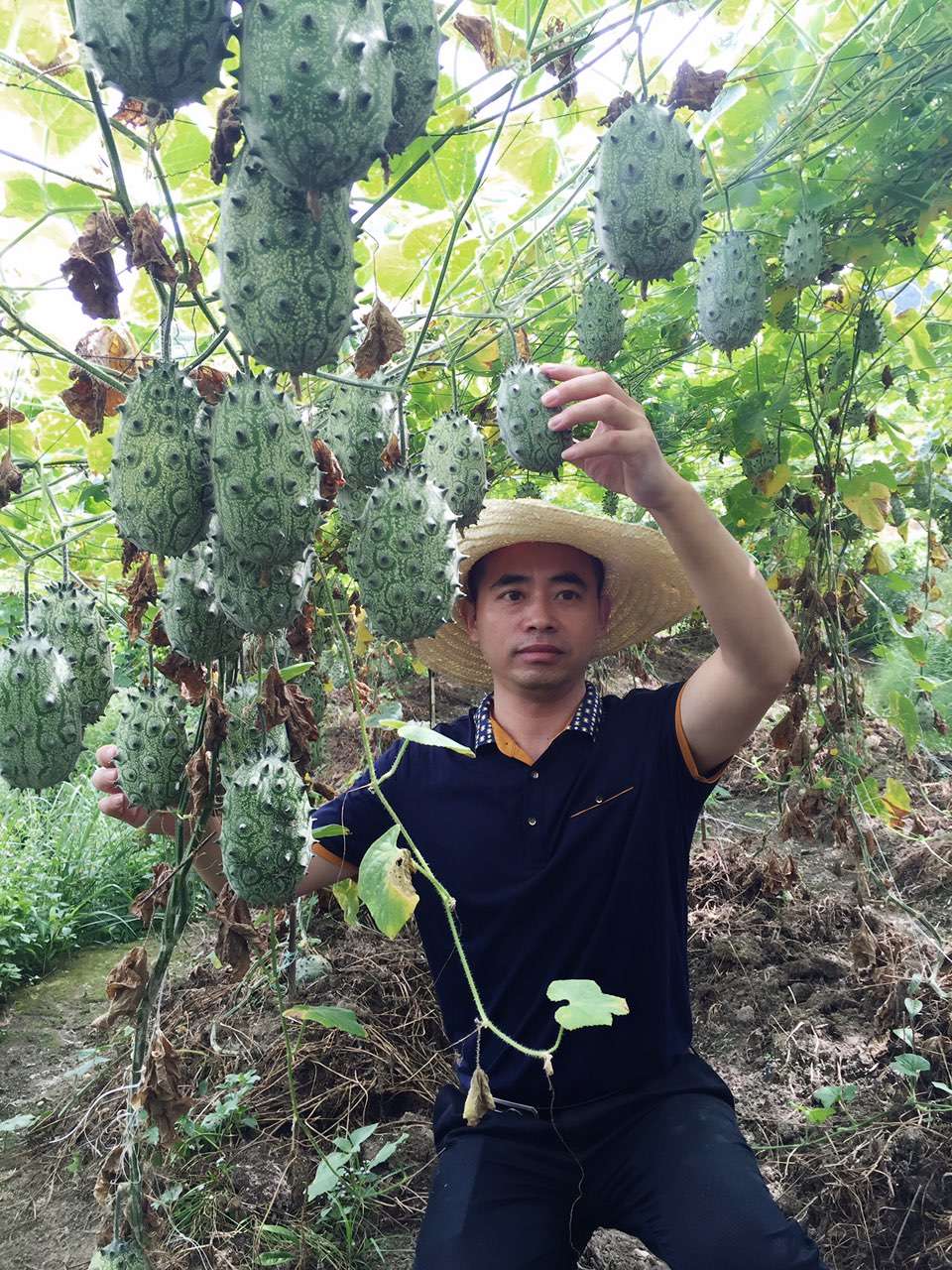 供應(yīng)非洲蜜瓜種子批發(fā)，非洲蜜瓜種子種植條件