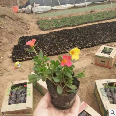 牡丹半枝蓮花卉廠家-供應商-電話