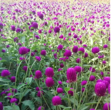 紅花草小苗廠家-供應(yīng)商-電話(huà)