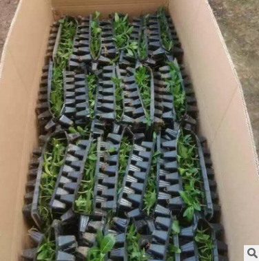 紅花草小苗廠家-供應(yīng)商-電話(huà)