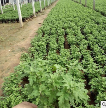 國(guó)慶菊大苗廠家-供應(yīng)商-電話