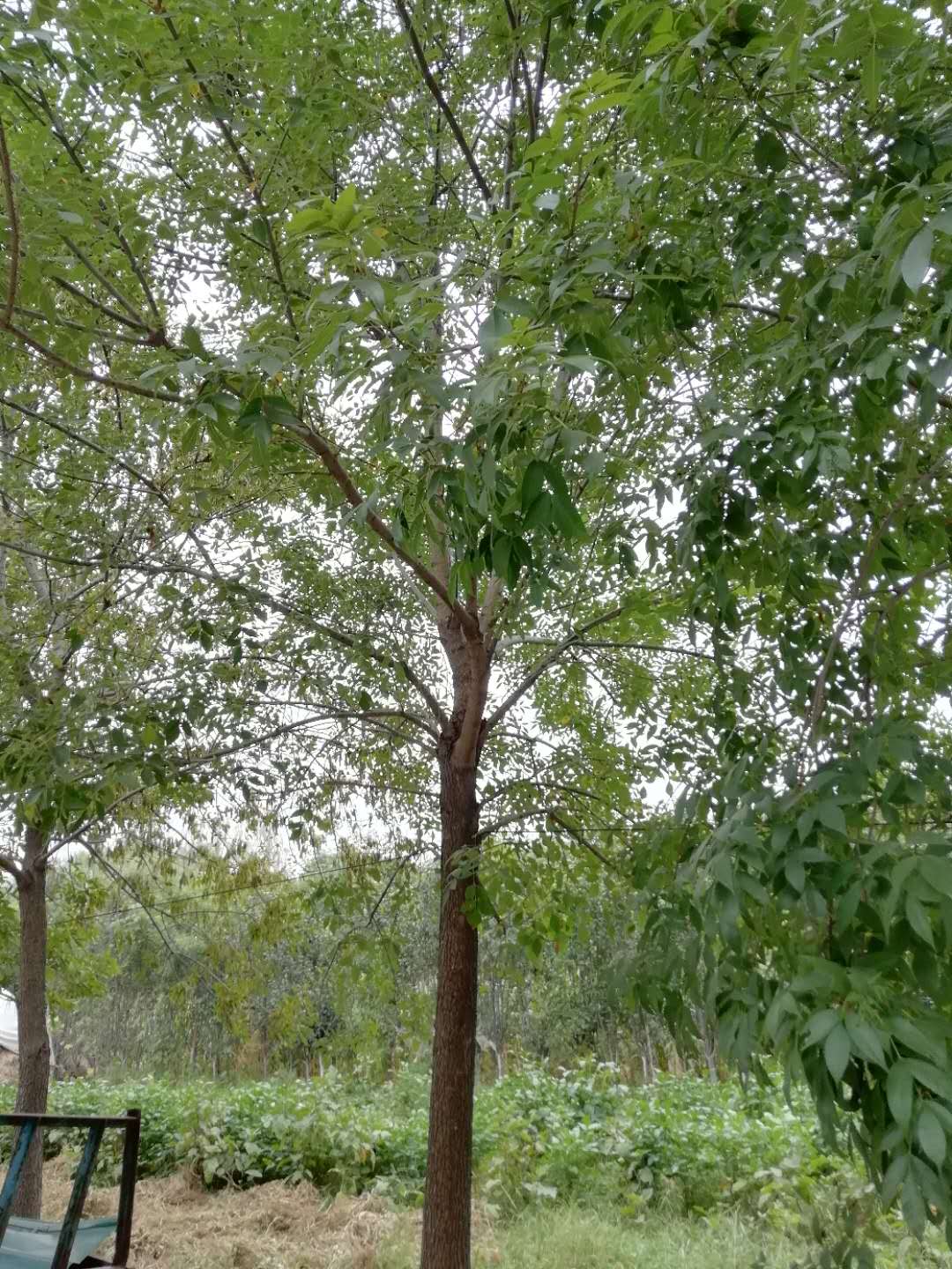 白蠟苗木廠家  白蠟苗木價格  山東白蠟?zāi)募液?  title=
