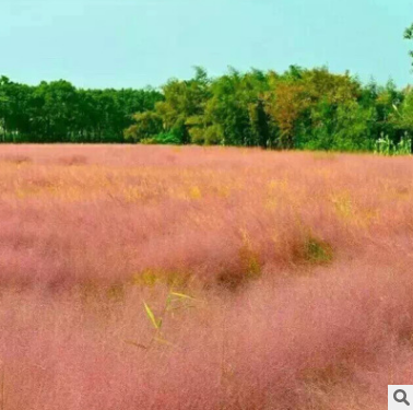 粉黛亂子草廠家-供應商-電話