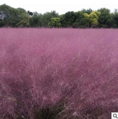 粉黛亂子草廠家-供應商-電話