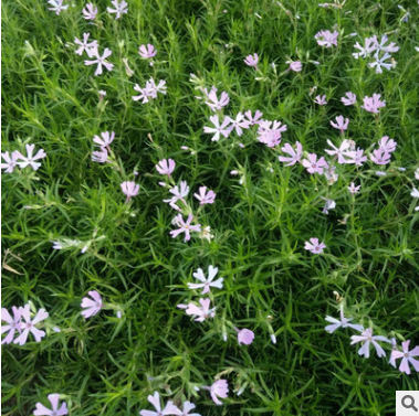 宿根花卉廠家-供應(yīng)商-電話