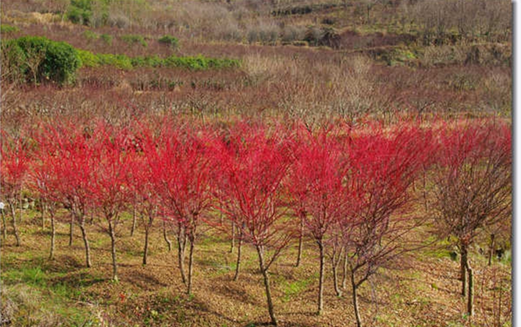 江蘇優(yōu)質(zhì)赤楓樹批發(fā)