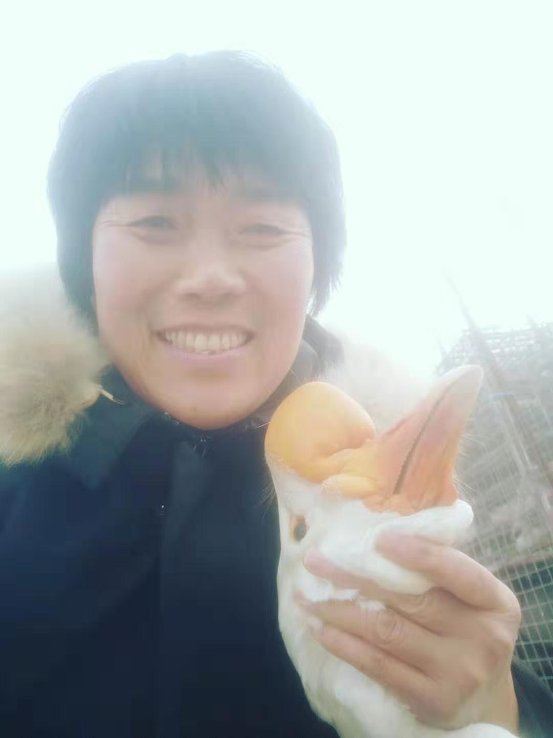 江蘇鵝苗批發(fā)商 廠家直銷 鵝蛋，鴨蛋，供應(yīng)全國各地，老鵝，老鴨，供應(yīng)周邊市場