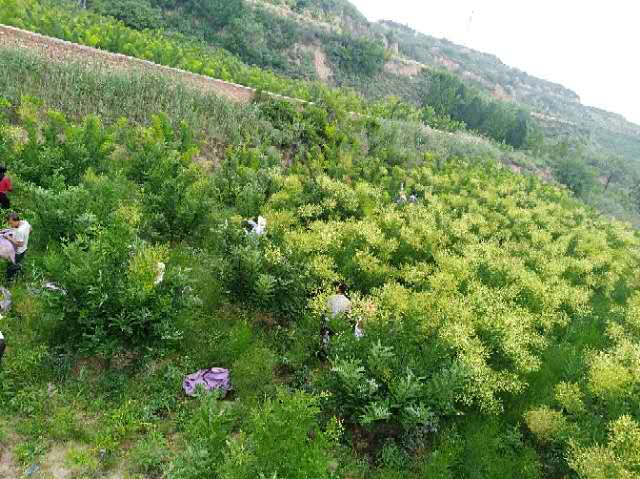 槐米茶供應(yīng) 山西槐米茶市場 汾西槐米茶價格 山西槐米茶市場 山西槐米茶批發(fā) 汾西槐米茶供應(yīng)商 槐米茶哪家好