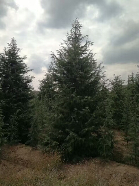 甘肅蘭州4米雪松批發(fā)價(jià)，甘肅蘭州4米雪松供應(yīng)商-報(bào)價(jià)，甘肅蘭州4米雪松種植基地-苗圃