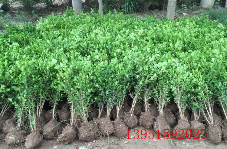 瓜子黃楊苗批發(fā)
