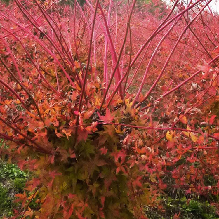 江蘇優(yōu)質(zhì)赤楓樹批發(fā)