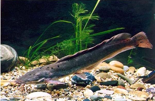 塘鲺魚苗養(yǎng)殖技術(shù)