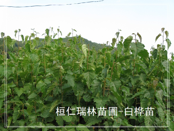 遼寧白樺樹(shù)苗，白樺小苗，白樺苗