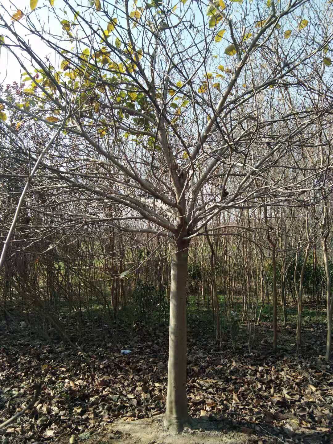 河南南陽(yáng)南召白玉蘭基地-河南南召白玉蘭價(jià)格表/廠家批發(fā)報(bào)價(jià)供應(yīng)商