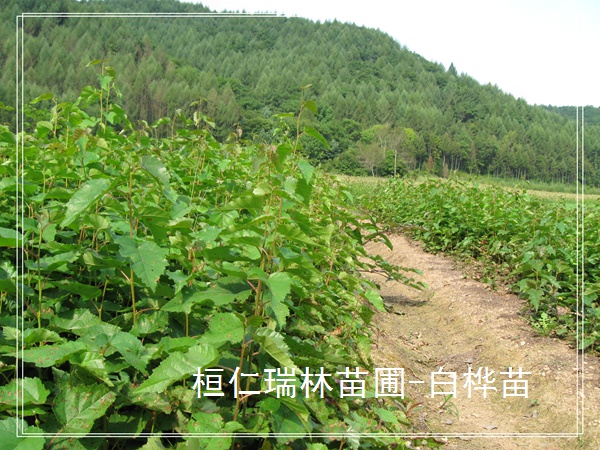 遼寧白樺樹(shù)苗，白樺小苗，白樺苗