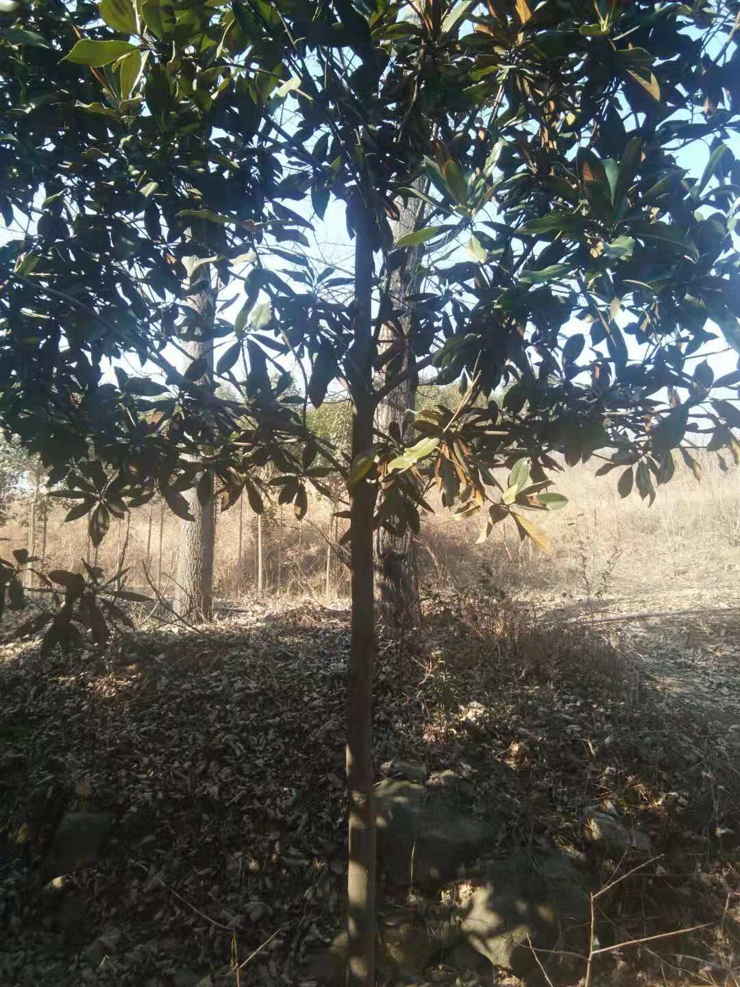 河南南陽南召廣玉蘭基地-河南南陽廣玉蘭價(jià)格表/廠家批發(fā)報(bào)價(jià)供應(yīng)商