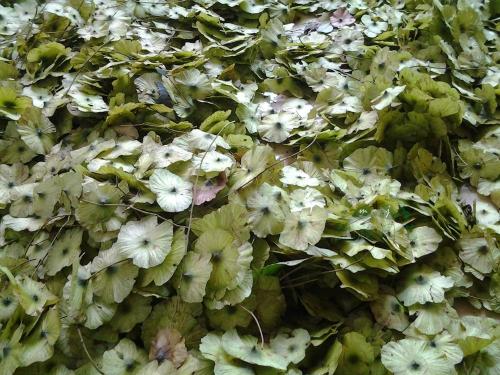 *柳，貴州*柳的報價，貴州*柳的生產(chǎn)生產(chǎn)商家