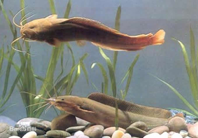 塘鲺魚苗養(yǎng)殖技術(shù)