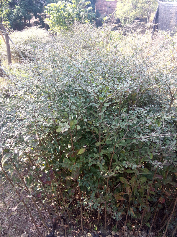 深圳銷售小葉欖仁60-80公分高杯栽小苗 供應(yīng)小葉欖仁胸徑5-10cm假植苗