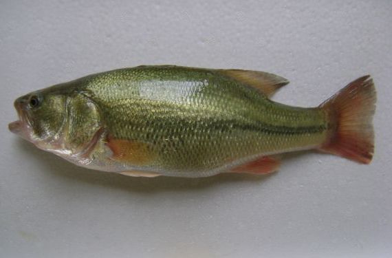 加洲盧魚魚苗養(yǎng)殖技術