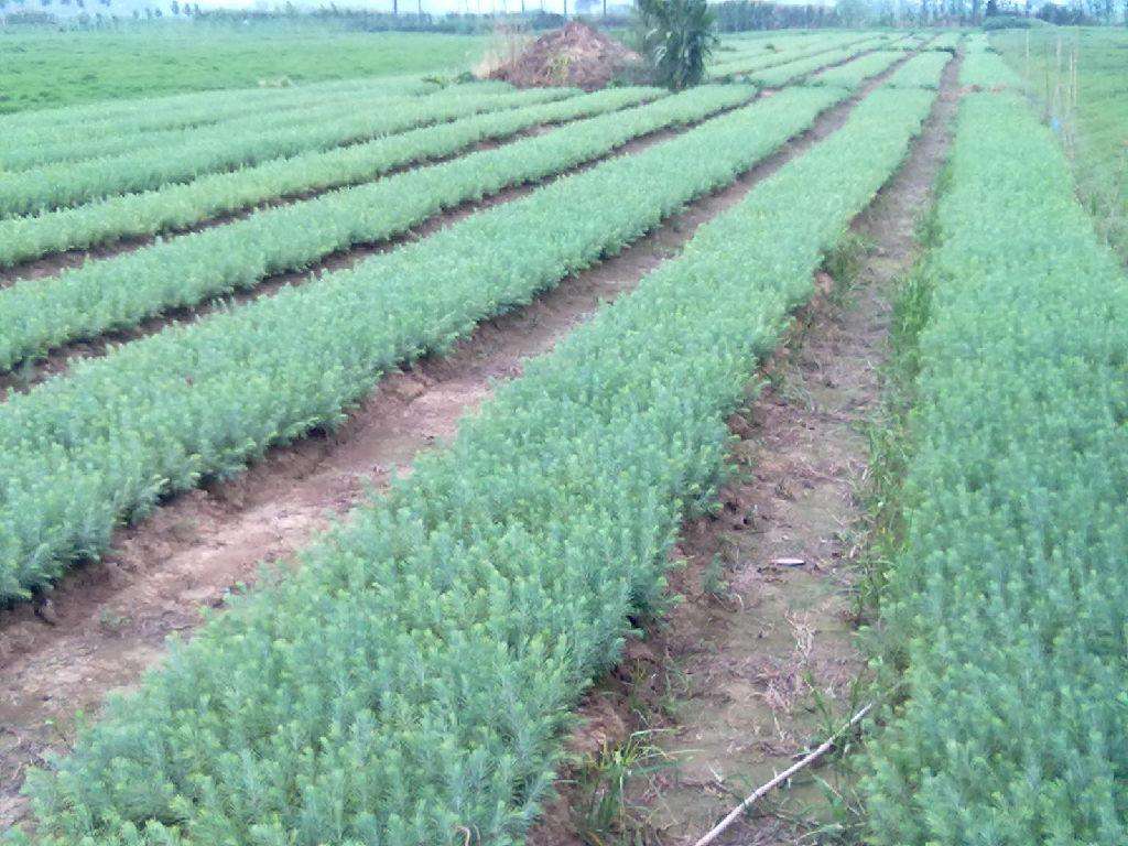 江蘇南京雪松小苗苗圃-種植基地，江蘇南京雪松小苗批發(fā)價(jià)，江蘇南京雪松小苗報(bào)價(jià)-價(jià)格