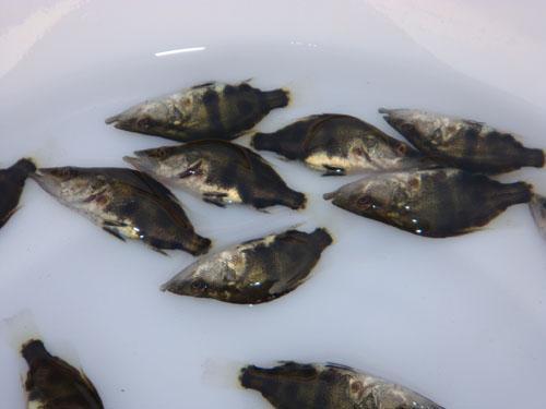 桂花魚魚苗