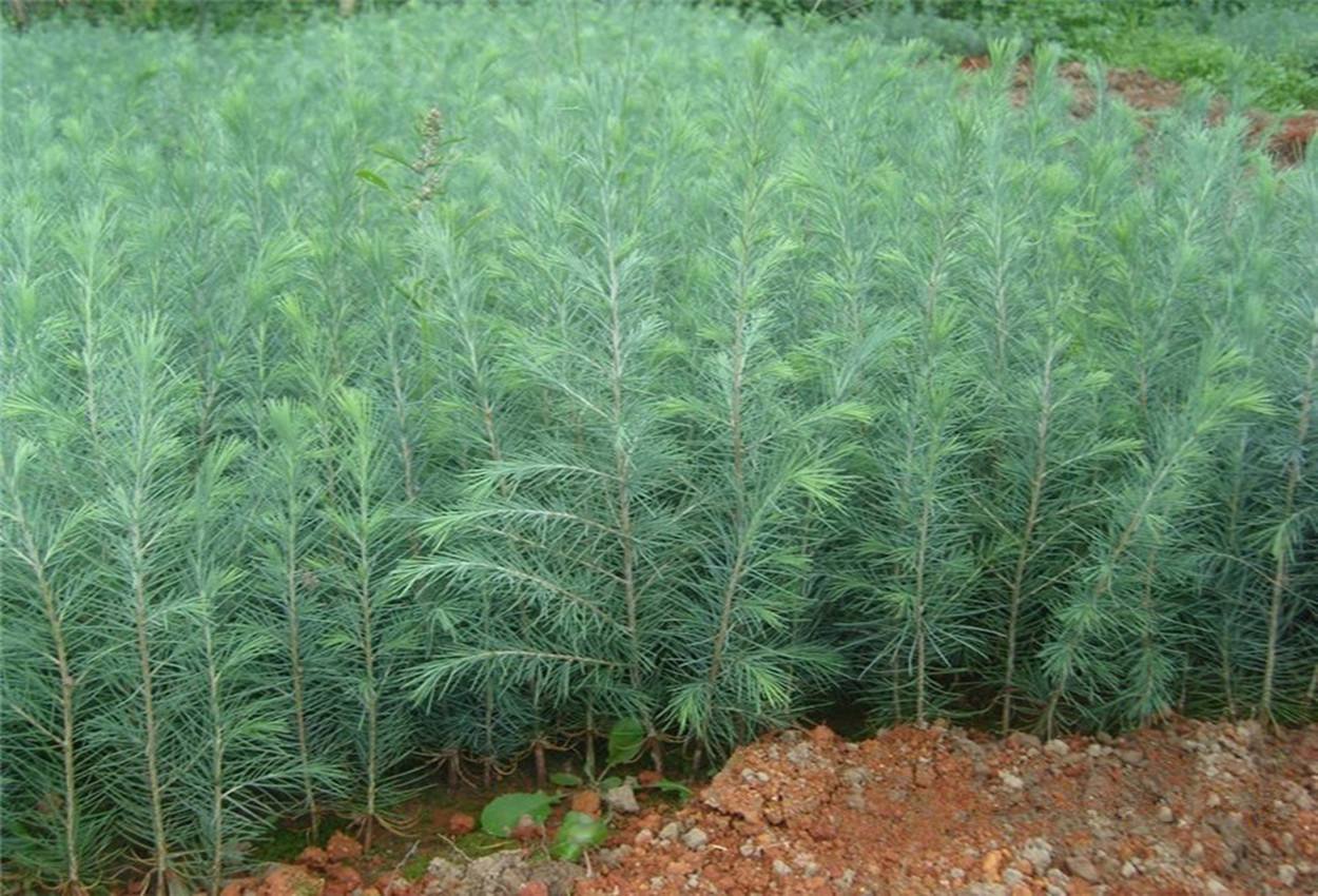 重慶雪松小苗、重慶雪松種植基地直發(fā)、重慶雪松多規(guī)格供應(yīng)