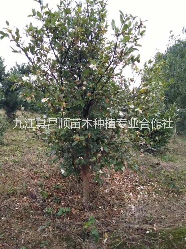 江西油茶基地 油茶培育基地
