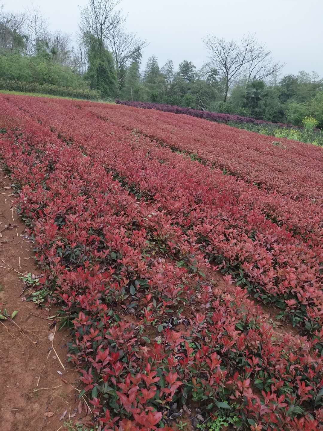 紅葉石楠批發(fā)商銷售紅葉石楠圖片