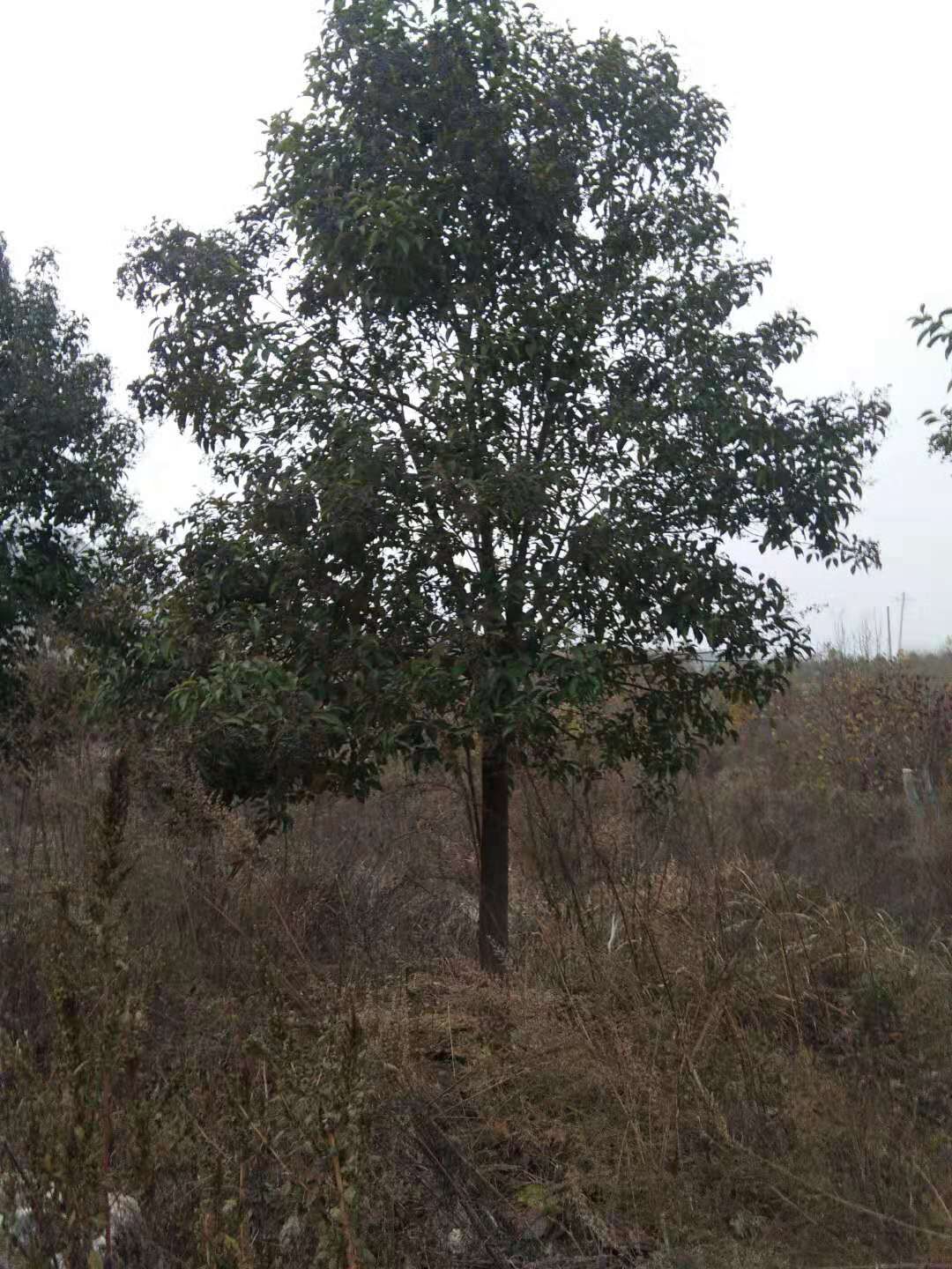 河南南陽南召大葉女貞基地-河南南陽大葉女貞價格表/廠家批發(fā)報價供應商
