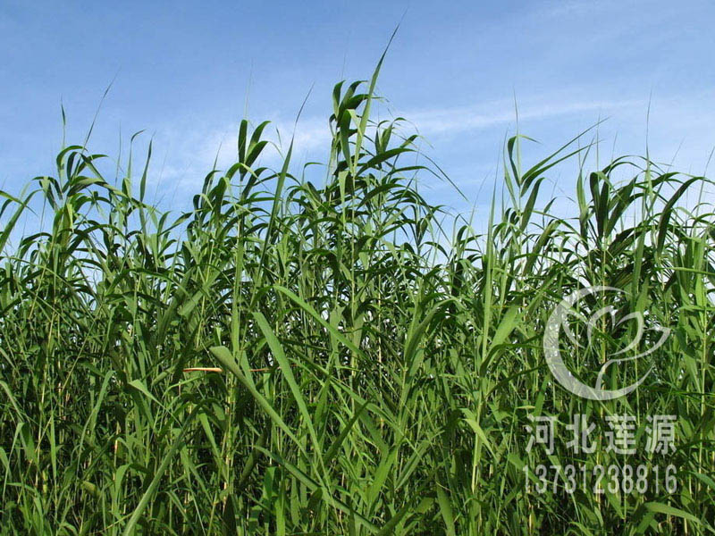 供應(yīng)蘆葦苗，白洋淀蘆葦，濕地綠化工程用苗