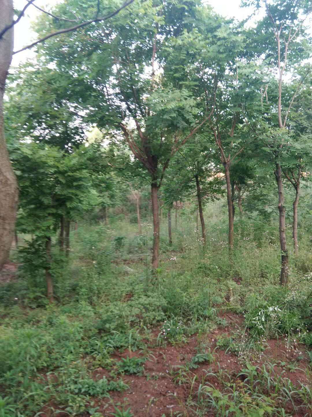 河南南陽南召北欒基地-河南南陽北欒價(jià)格表/廠家批發(fā)報(bào)價(jià)供應(yīng)商