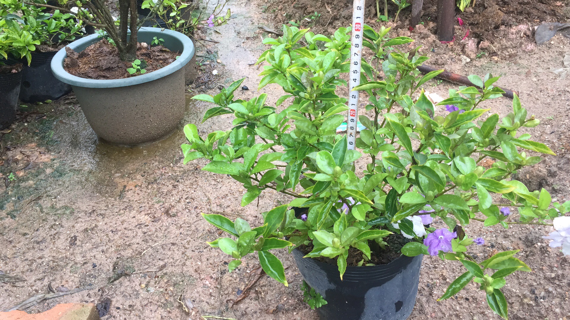 福建漳州排批發(fā)雙色茉莉基地/直銷價格