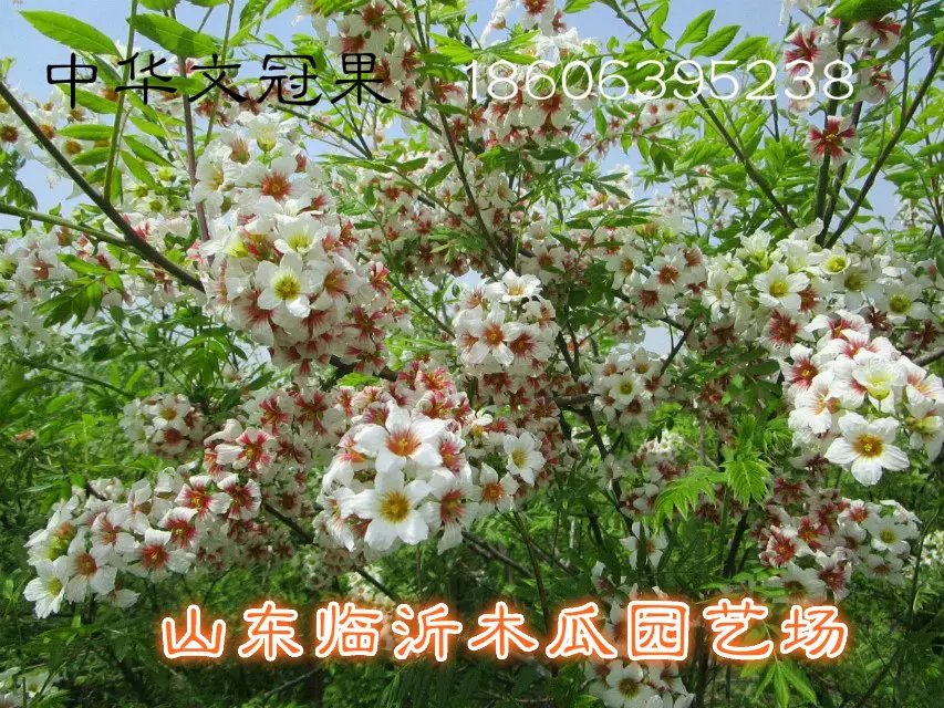 文冠果樹苗.山東供應商.批發(fā)文官小苗。嫁接文冠果苗圃