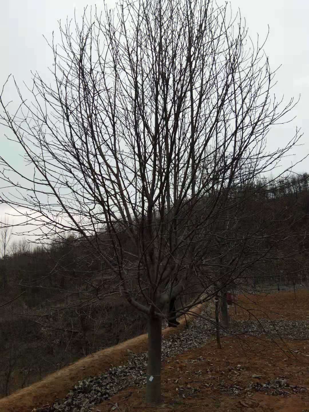 河南南陽南召大葉女貞基地-河南南陽大葉女貞價格表/廠家批發(fā)報價供應商